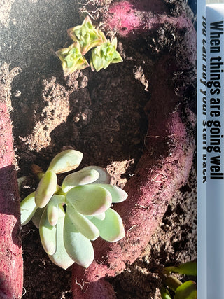 Jim Dine - Viral Interest