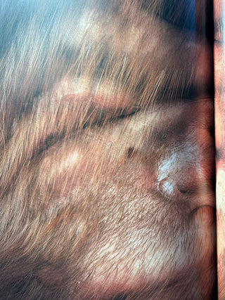 Patricia Piccinini - Nearly Beloved