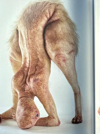 Patricia Piccinini - Nearly Beloved
