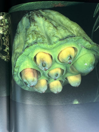 Araki. 40th Ed. -  Nobuyoshi Araki