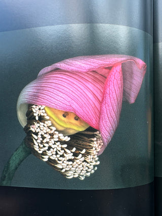 Araki. 40th Ed. -  Nobuyoshi Araki