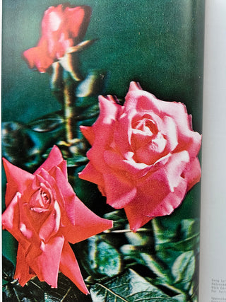 Stranger Than Kindness : Nick Cave